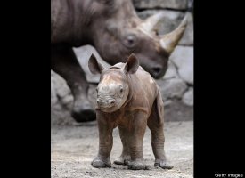 Baby Black Rhino