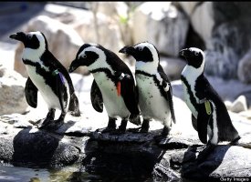 African Penguins