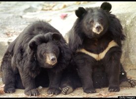 South Korea's Black Bears 