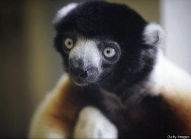 Madagascar Lemur