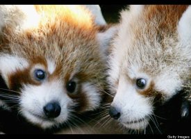 Red Pandas