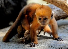 South East Asian Monkey