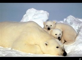 Polar Bears