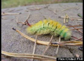Caterpillar In Weight Watchers Cake