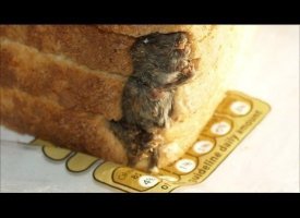 Dead Mouse In Bread