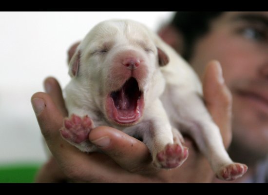 Why Do Small Dogs Lick So Much Why Do Small Dogs Lick So Much