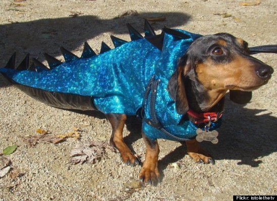 T-Rex. | Pet halloween costumes, Dog costumes, Animals