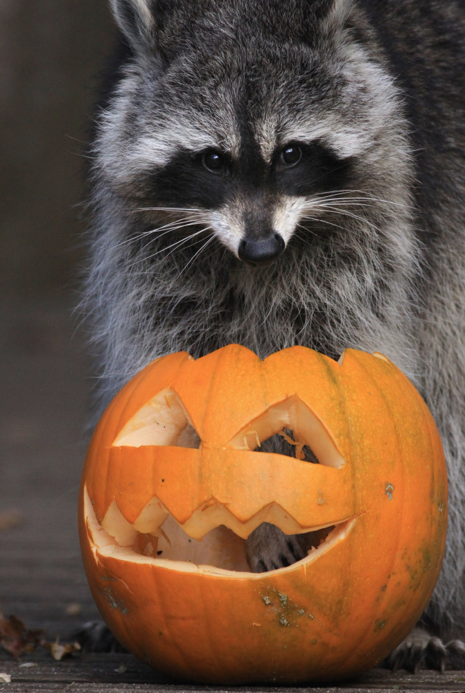 Halloween Trick Or Treating For Zoo Animals Who Have Fun With Pumpkins (PICTURES)  HuffPost UK