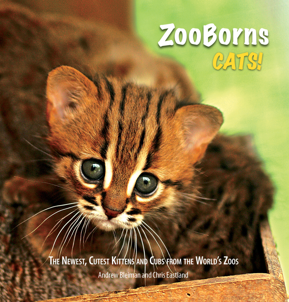 'ZooBorns Cats' Book Offers Up The Cutest Animals Around (PHOTOS ...