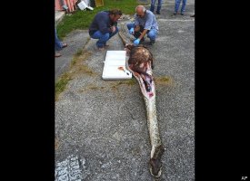 16-Foot-Python Killed In Florida; Deer Found In Stomach ...