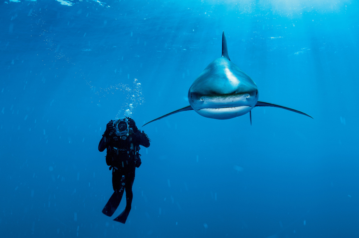 Sharks And Seals: Amazing Underwater Images From National Geographic's
