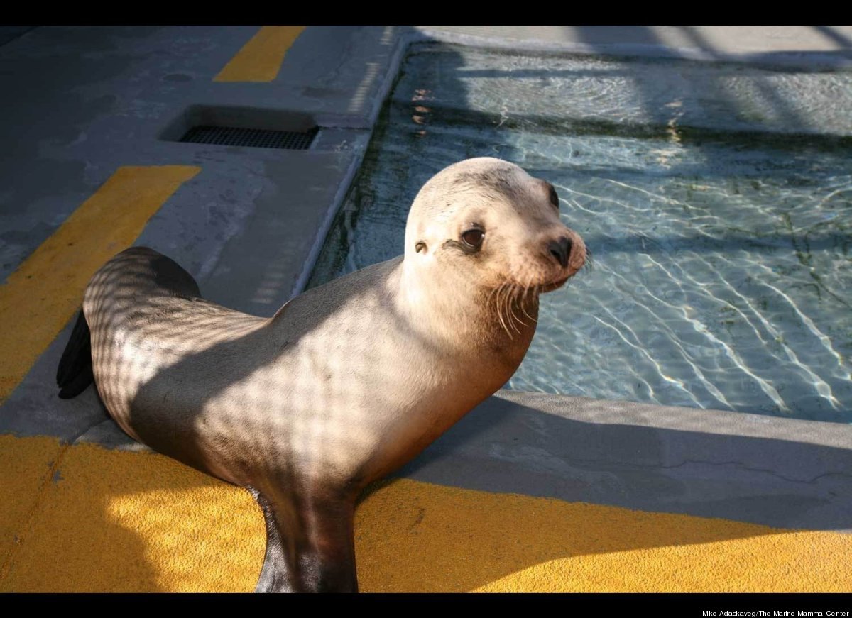 Marine Mammal Center Releases Three Sea Lions (VIDEO, PHOTOS) HuffPost