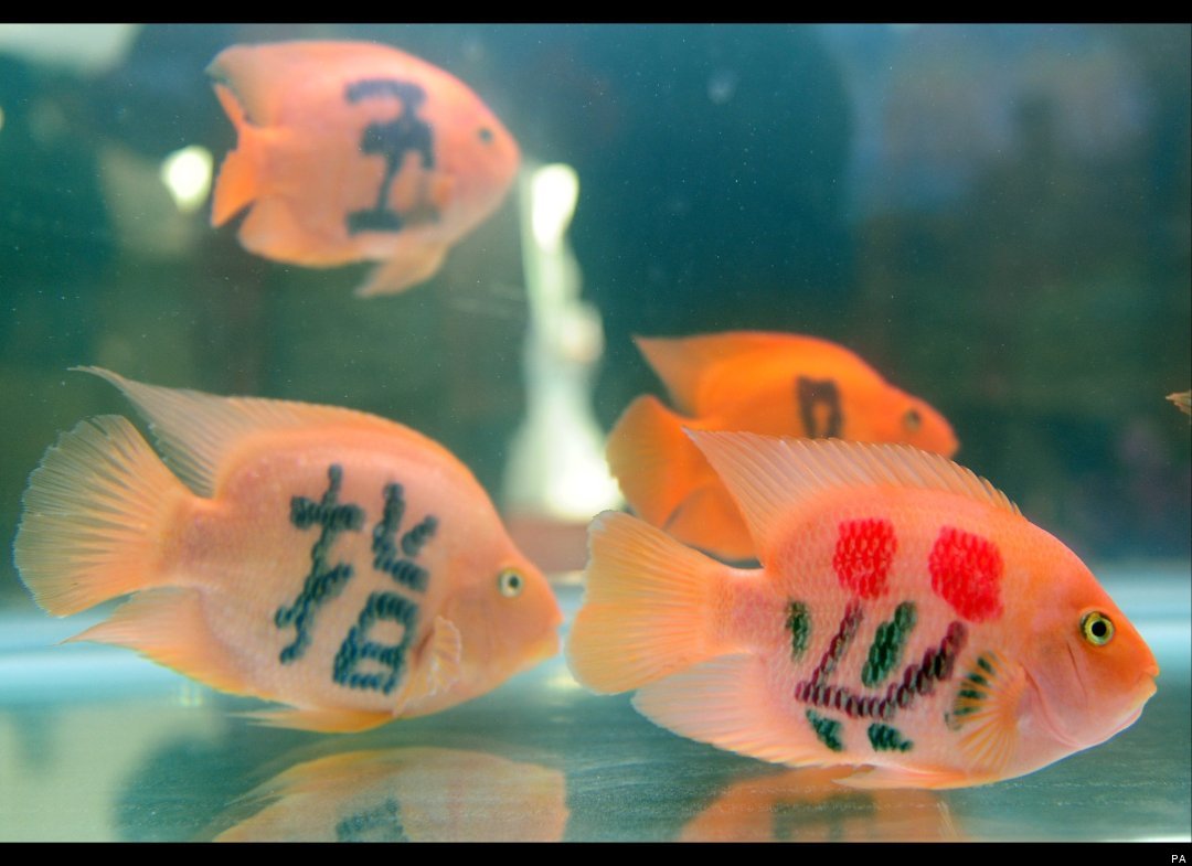 Goldfish with Chinese tattoos