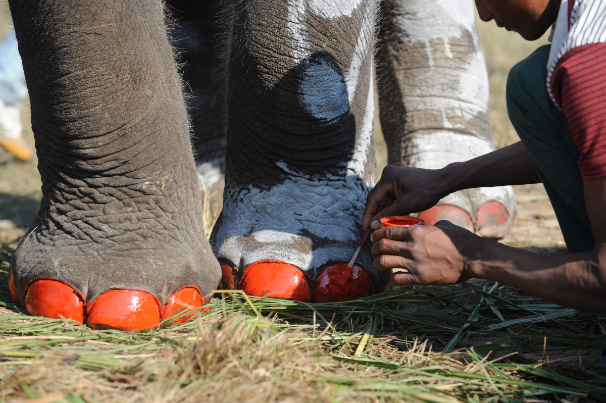 Elephant Pedicures, Face Paint & More At Nepal Festival (PHOTOS) HuffPost