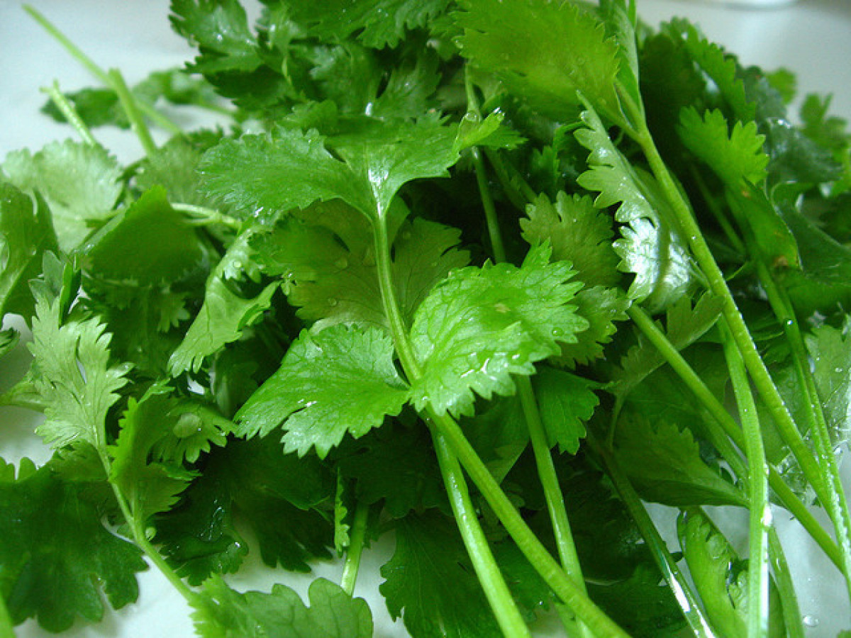 Science Explains Why Cilantro Tastes Like Soap For Certain People