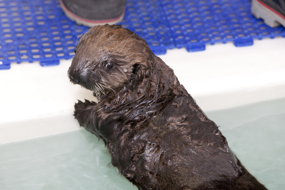 Shedd Aquarium Otter: Aquatic Museum Adopts Orphaned Pup (PHOTOS