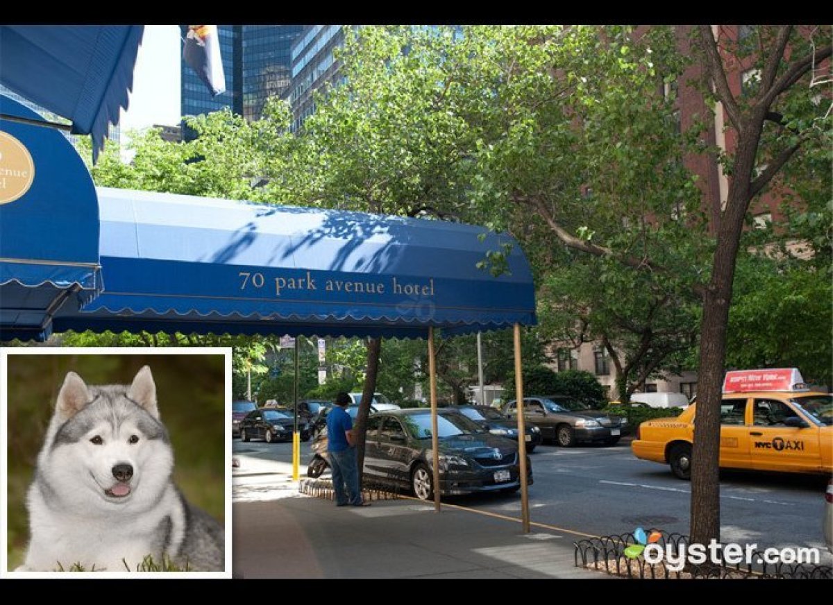 Westminster Kennel Club Dog Show PetFriendly Hotels In New York City (PHOTOS) HuffPost