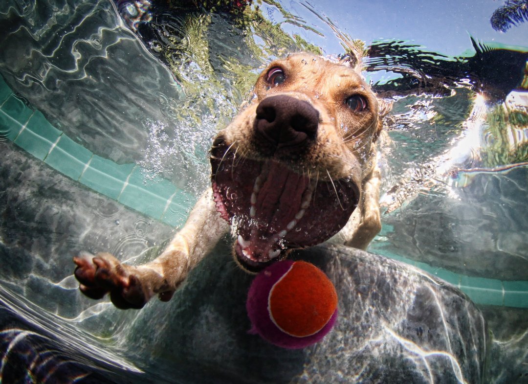 Cool Dog Photography