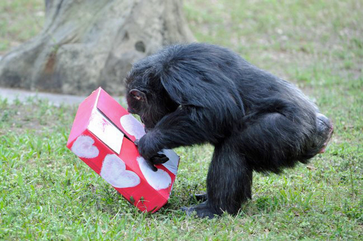 Bubbles The Chimpanzee Loves Her Valentine's Day Gift From Zoo Miami
