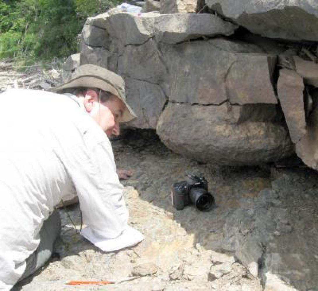 Gilboa Fossil Forest, 385 Million Years Old, Discovered In New York