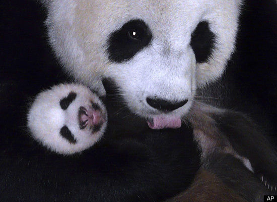 baby animals in love. Summer Love: Mother And Baby