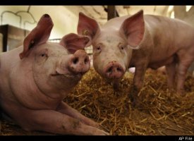 Enviropig