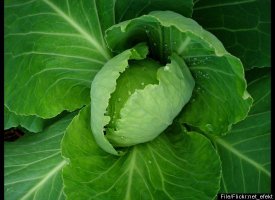 Venomous cabbage