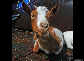 Web-spinning goats