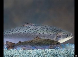 Fast-growing salmon