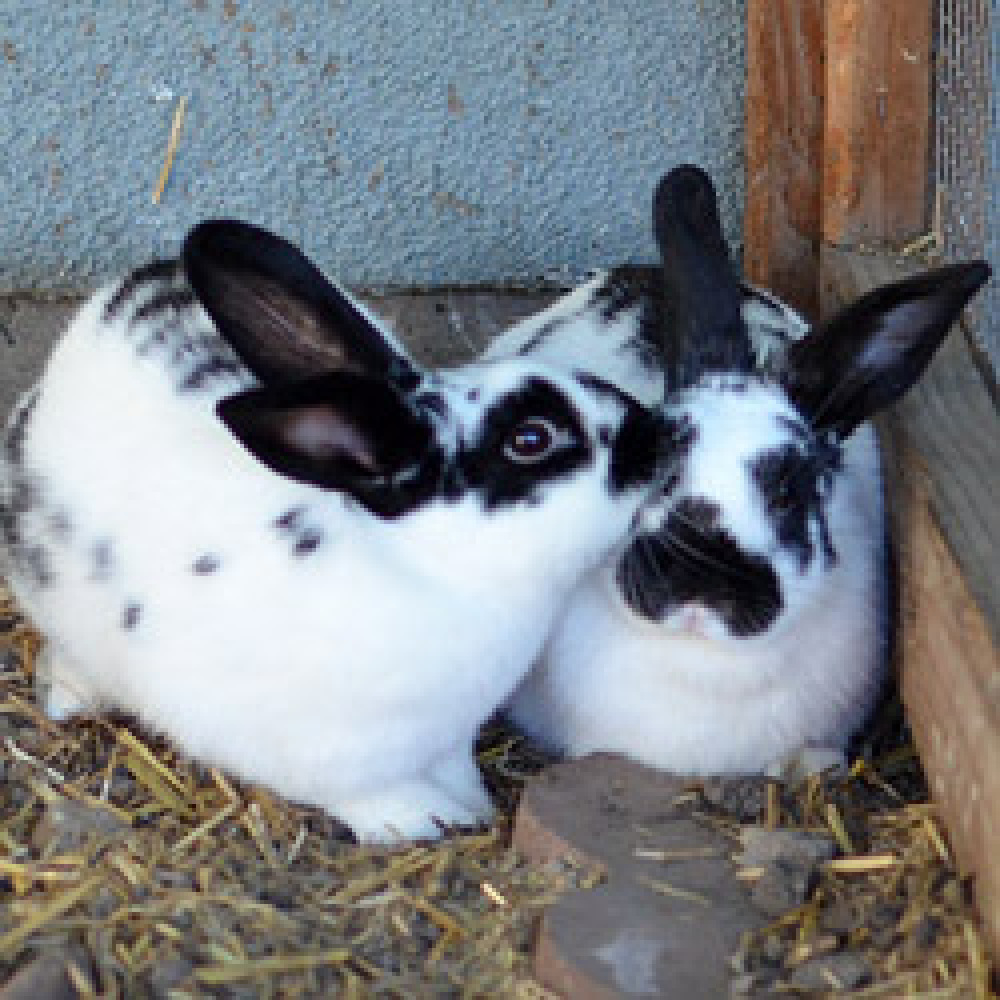 Adopt A Rabbit Bunnies Overrun East Bay Shelter (PHOTOS) HuffPost