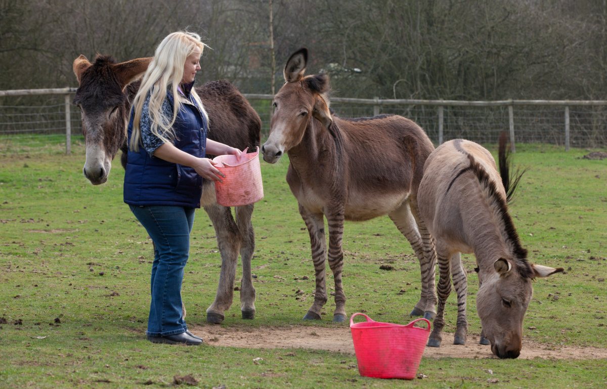 Zulu The Zorse: What You Get When You Mix A Zebra And A Horse (PICTURES