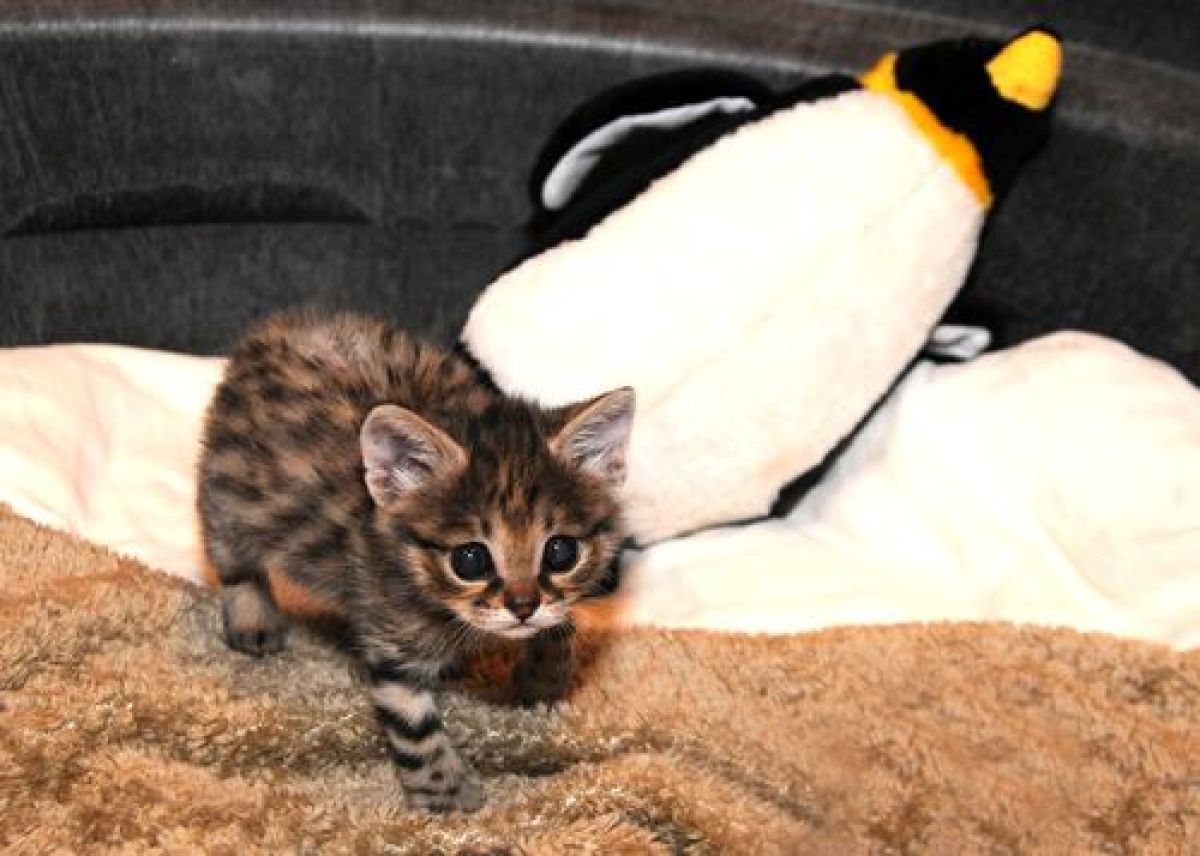 Black-Footed Cat Born At Brookfield Zoo Plays And Explores (VIDEO
