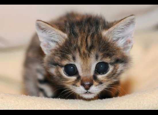 baby black-footed cat