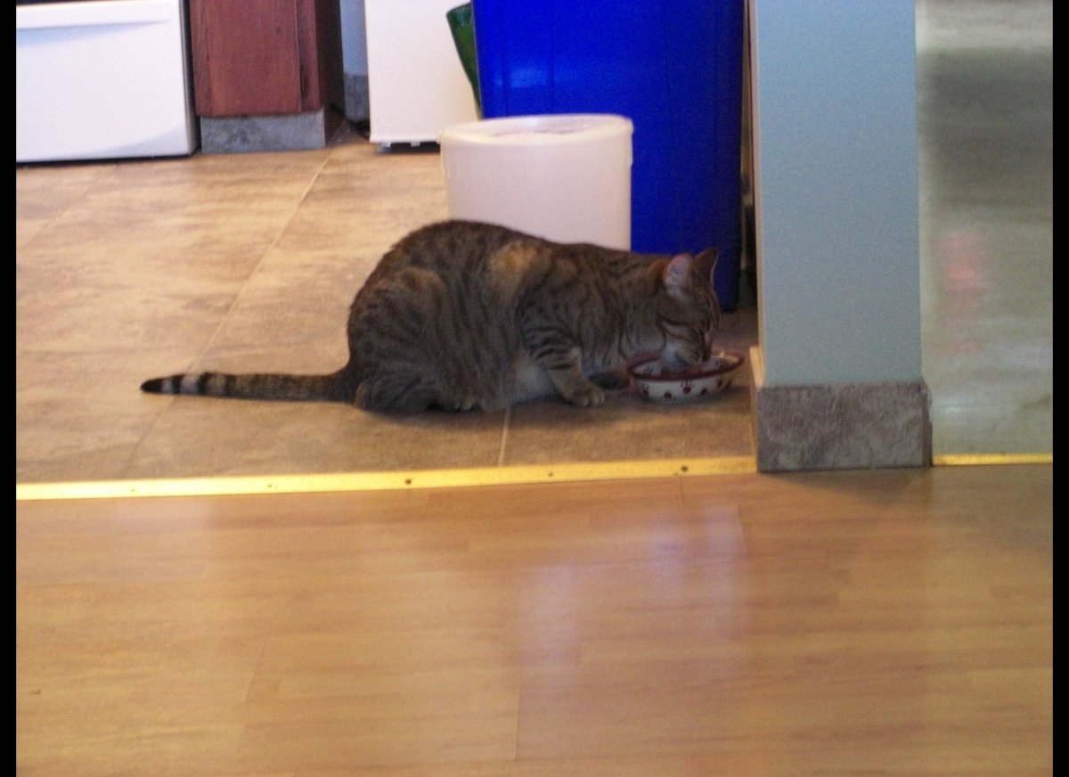 5 Ways To Boost Your Pet's Happiness HuffPost