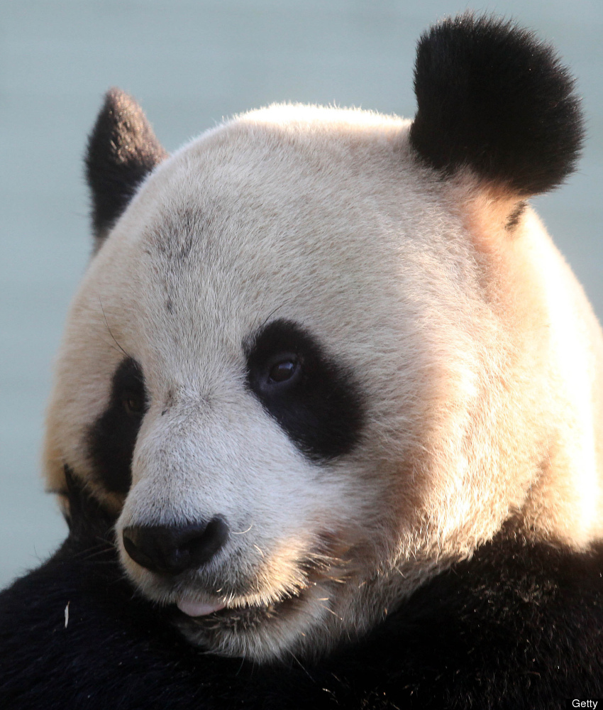 Edinburgh Zoo Pandas Listen To Marvin Gaye's Mood Music Before Hanky