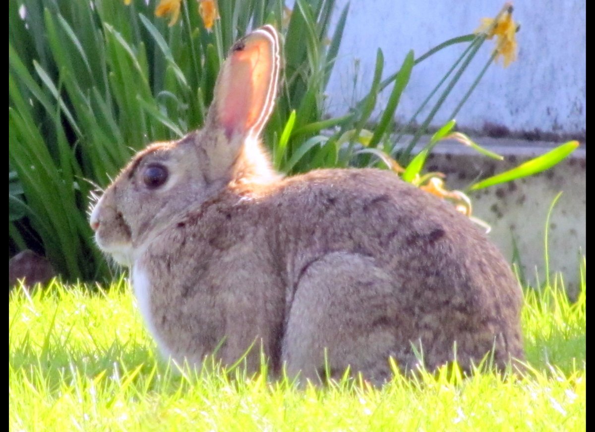 Pet Rabbit Facts 6 Things To Know About Bunnies HuffPost