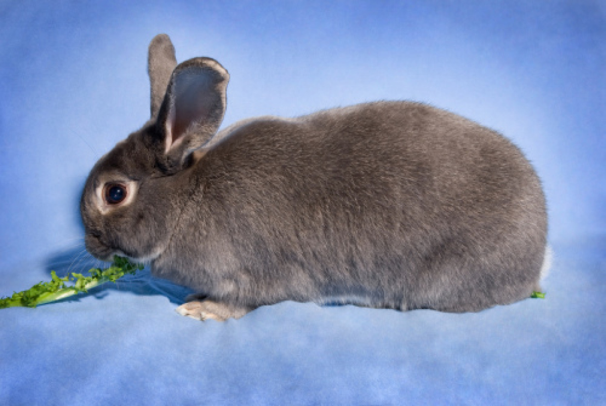 Adoptable Rabbits Metro Detroit Shelters Looking For Responsible Pet