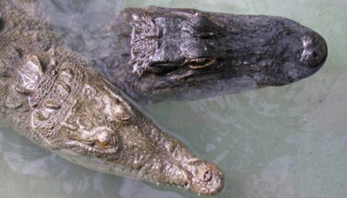 American Crocodile Population Making A Comeback In South Florida: Report