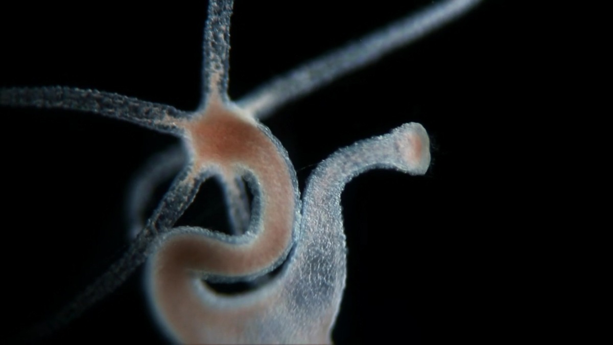 Space Bacteria Grown Aboard NASA Shuttle Behave in Strange Ways, Scientists Say HuffPost