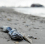A dead fish is seen on the beach May 5,