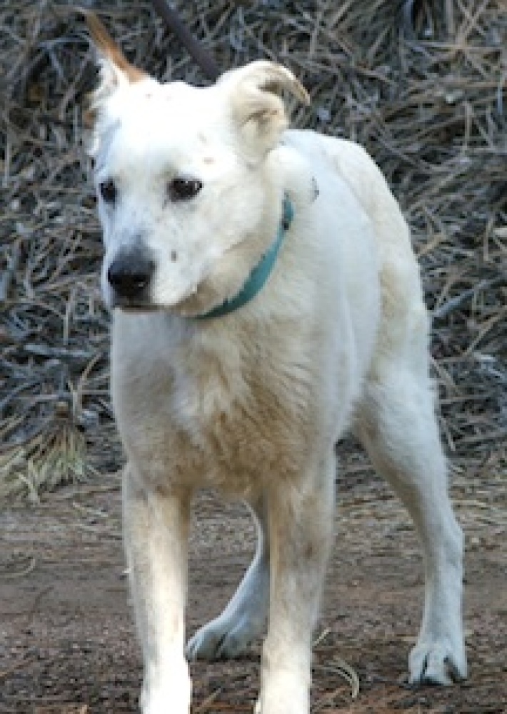 New Hope Cattle Dog Rescue And Rehoming Of Colorado Rounds Up Energetic