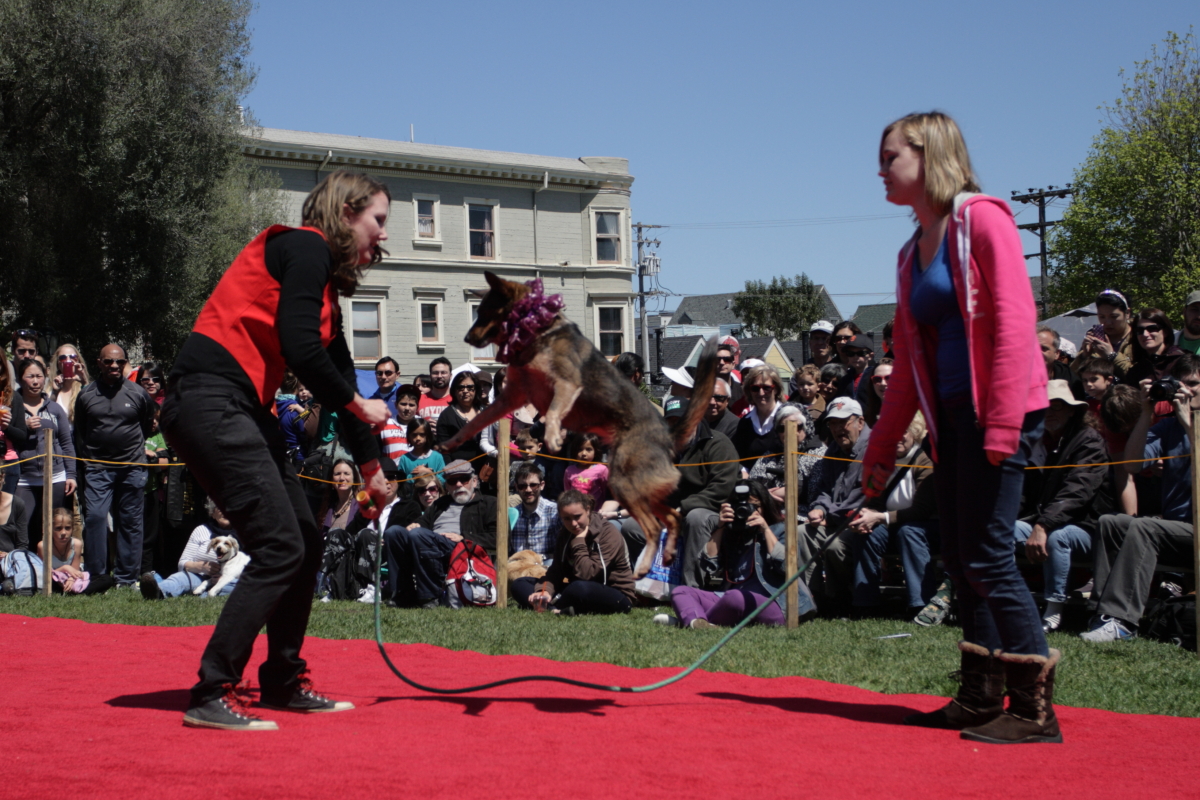 Dog Fest San Francisco Fifth Annual Canine Charity Event Features