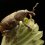 Cowpea Curculio
