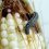 Corn Ear Worm