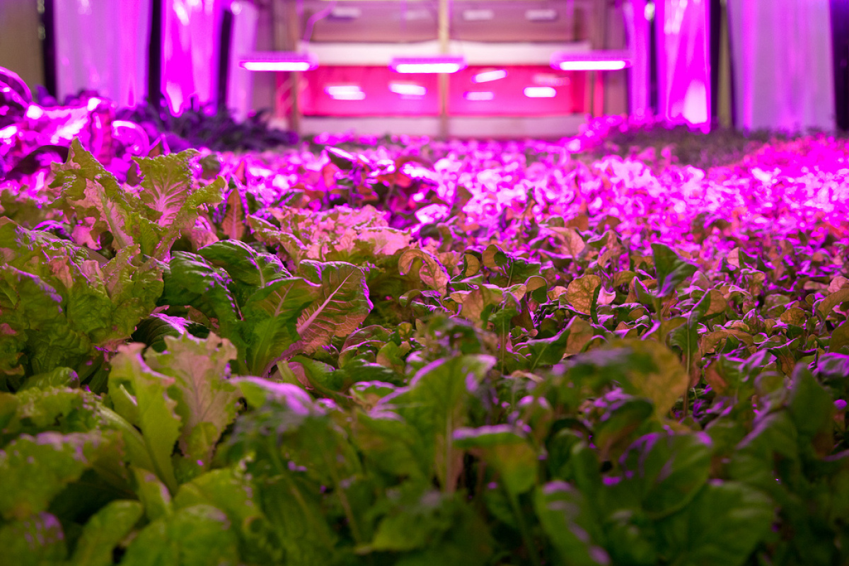 The Plant Explained A Tour Of Chicago's Amazing Vertical Farm (PHOTOS