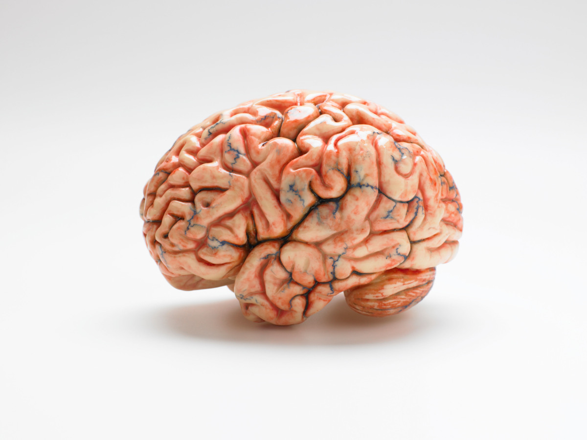 Human brain essay