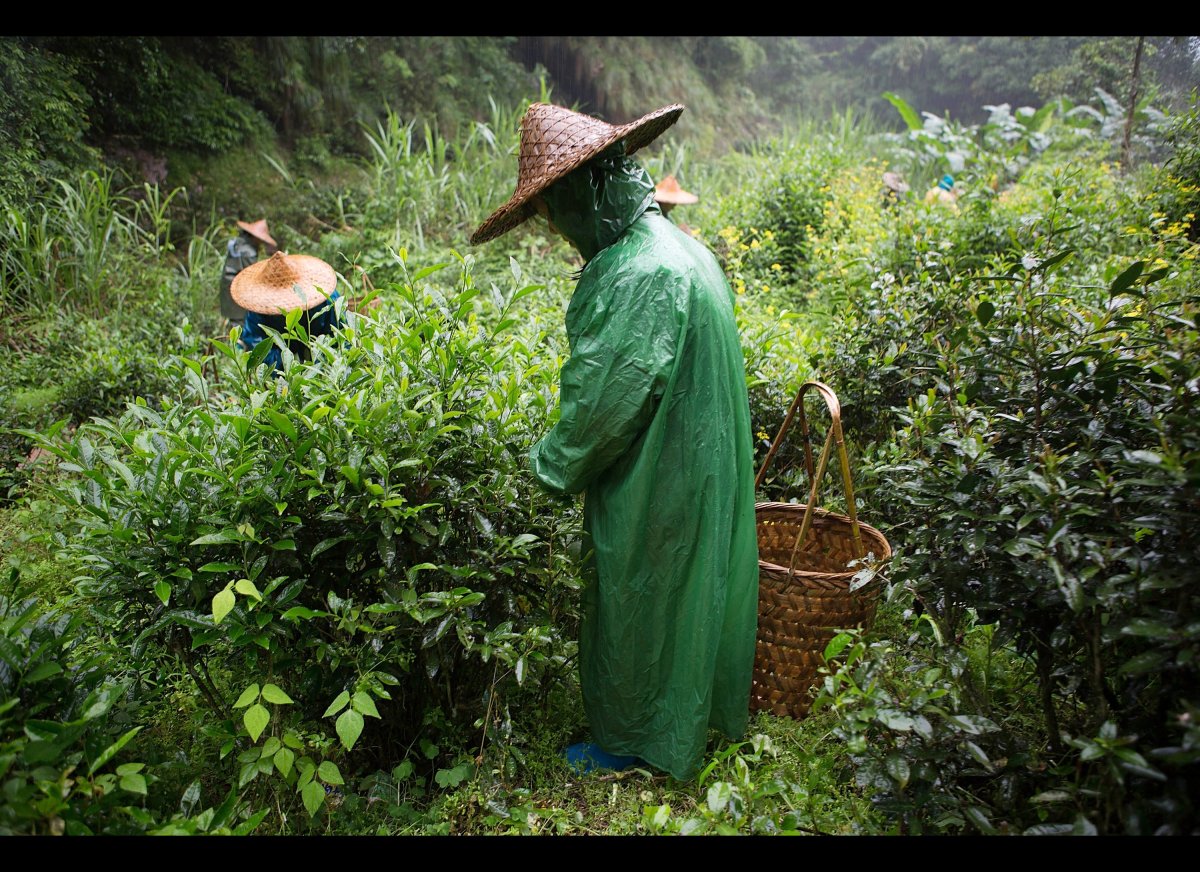 tea-making-in-china-photos-huffpost