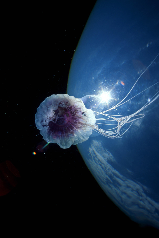 Giant Box Jellyfish Could Have Killed 120 People (PICTURE) HuffPost UK