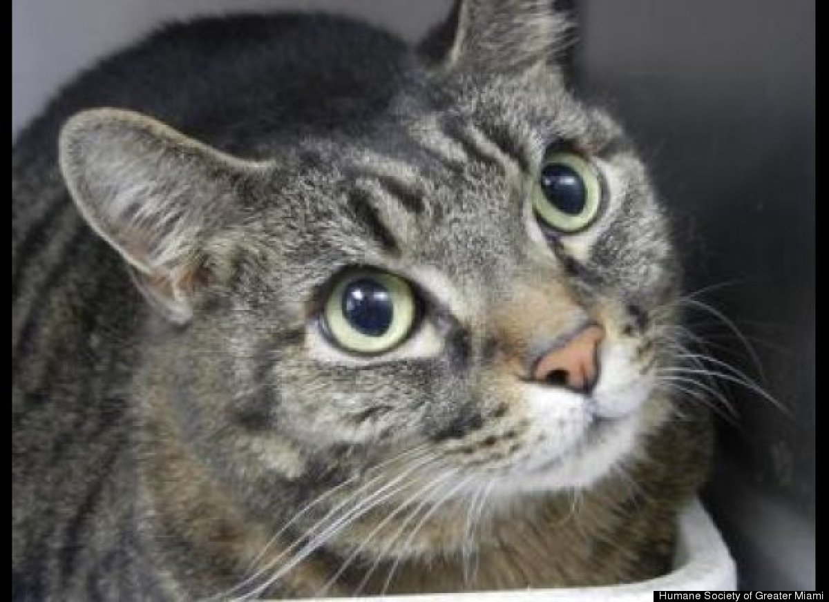 Miami Animal Adoption Cats, Dogs, Horses, Reptiles, Pigs And A Turkey