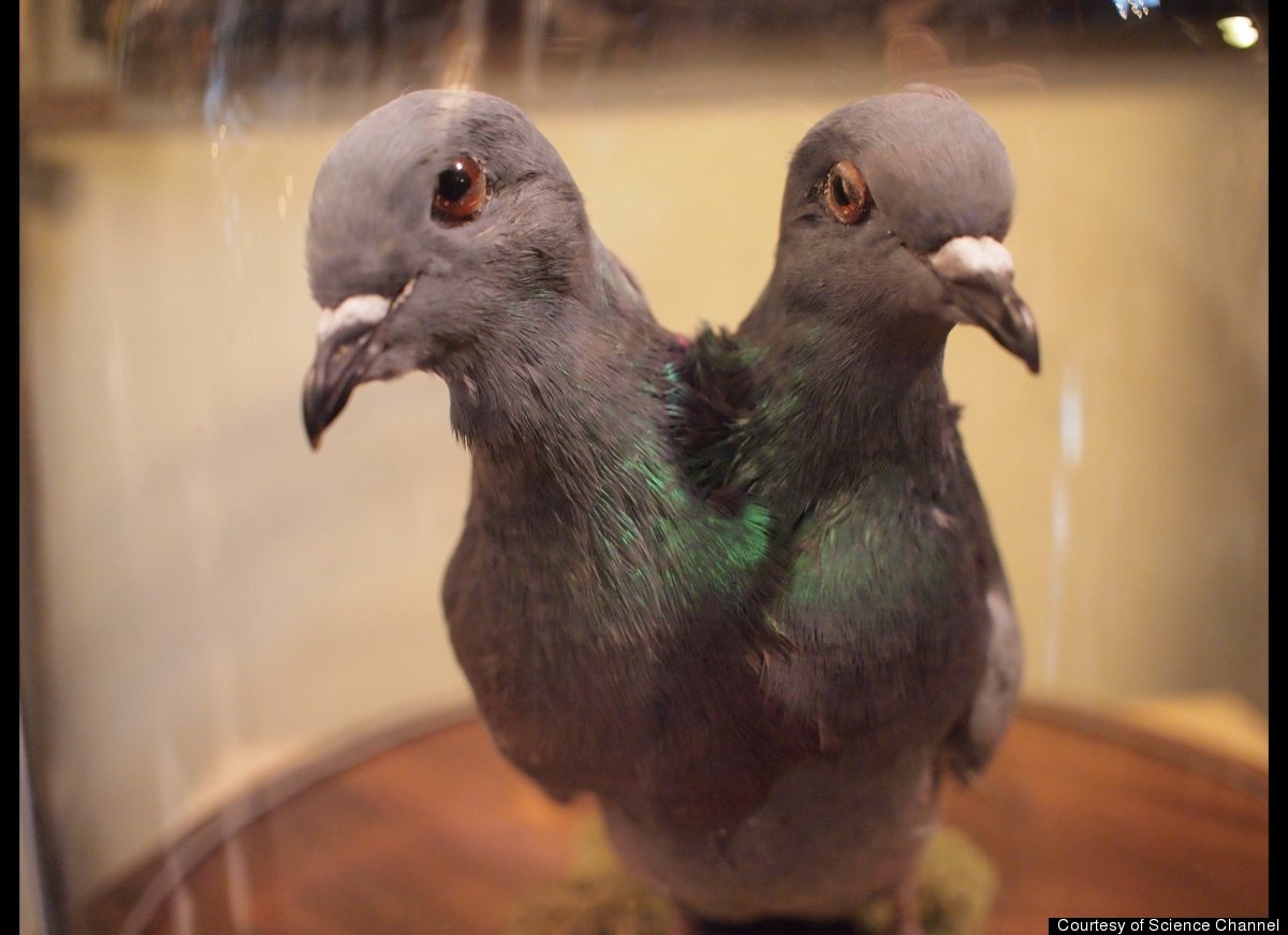 Kopi Luwak (Cat Poop Coffee), Made From Asian Palm Civet Poop, Very